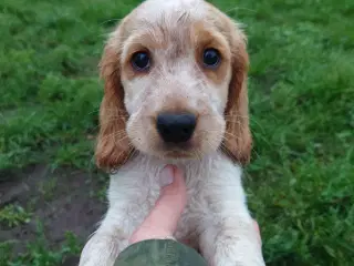 2 Engelsk cocker spaniel tilbage 