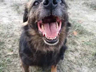 Livsglade Joy søger familie 🩷