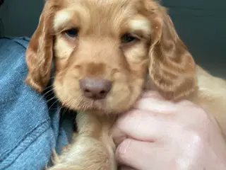 Cockerspaniel hvalpe