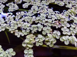 Salvania Natans
