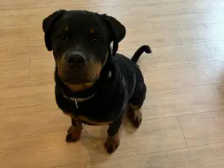 Rottweiler 