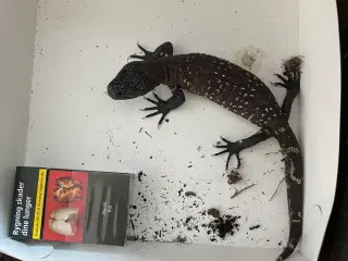 Heloderma h. Colima super black