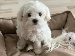 Maltese tæve ( 2-2.5kg ) 
