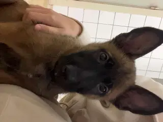 Belgisk Malinois hvalp til salg med udstyr 