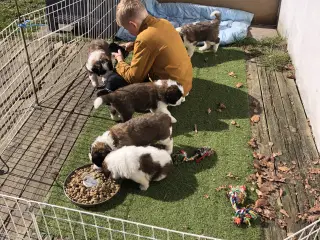 Langhåret sankt Bernhard hvalpe