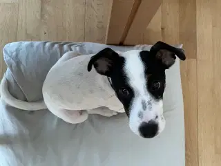 Dansk/svensk gårdhund på 5 mdr 