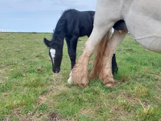 Skøn lille hingst søger kommende makker
