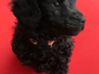 7 ugers Dværgpudel drenge