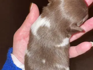 Langhåret chihuahua tæve