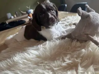 Ft springer spaniels hvalpe med stamtavle 