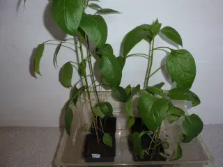 Chili planter.