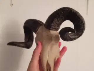 Vædder væg ophæng
