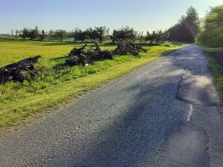 Trærødder bortgives 
