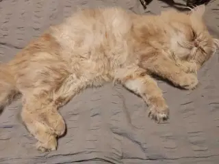 Perser han kat 