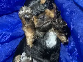 Yorkshire terrier 