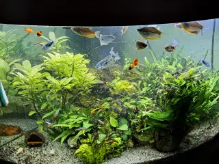 Juwel Hjørne akvarie 350 L