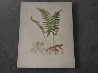 Oplev elegance med botanisk papir