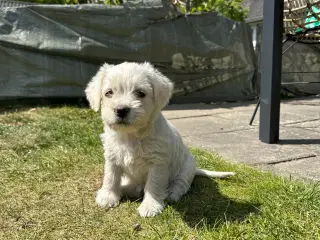 KUN 1 hvalp tilbage, mangler sin drømmefamilie🐶🥰