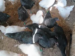 Jersey kæmper Hvide og sorte 16 uger