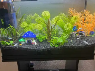 Akvarie
