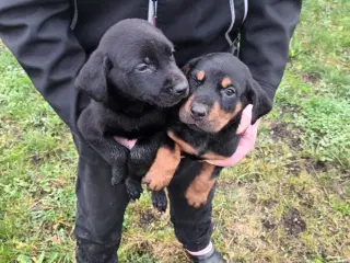 Labrador/Dopeman 