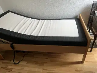 Elevationsseng i bøg 