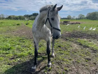 Hest sælges 