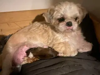 Shih Tzu hvalpe