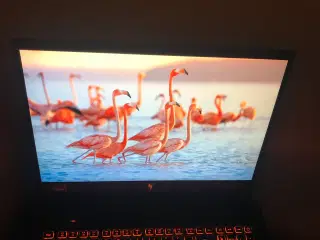 Acer nitro v16