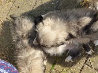 Pekingeser hvalpe/unghunde.