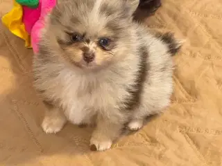 Smukke  pomerania hvalpe 