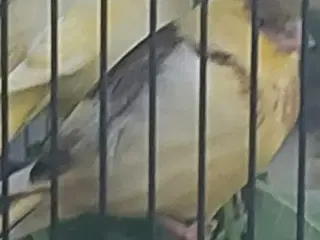 Kanariefugle 
