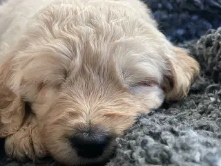 Goldendoodle - hvalpe