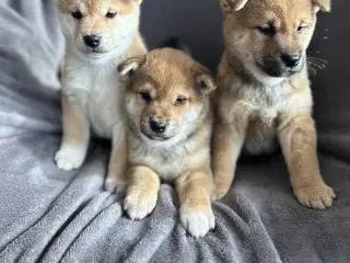 Shiba hvalpe sælges