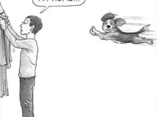 Labrador tæve søges