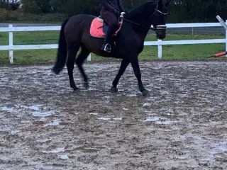 LÅNE HEST SØGES