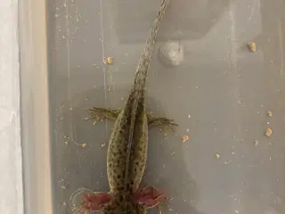 Axolotl i fin farve 