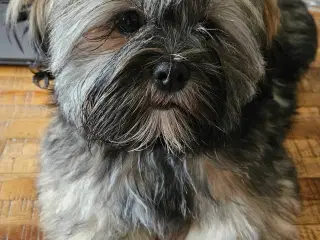 Lhasa Apso - Kærlige Harley 🐾💕