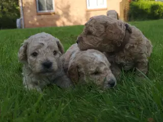 Cavapoo F1b