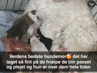 Havaneser/bomuldshvalpe