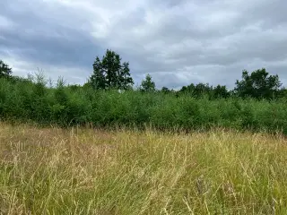 Lærketræer gives væk!