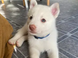 Hvide husky hvalpe (3 tilbage)