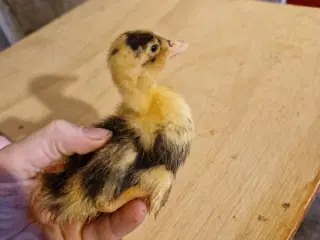 Ællinger og gæslinger