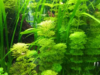 Akvarie planter, 50+ stk.