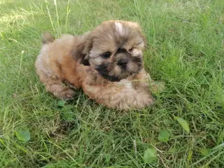 Malteser / Shih Tzu / Bomuldshund ( Boomer )