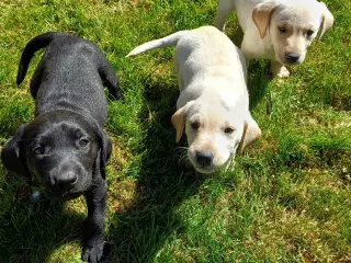 Labrador F1 hvalpe