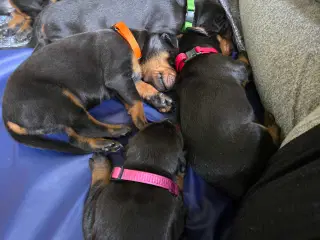 Dobermann hvalpe