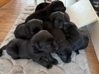 Labrador 