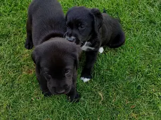 Labrador blanding, hvalpe