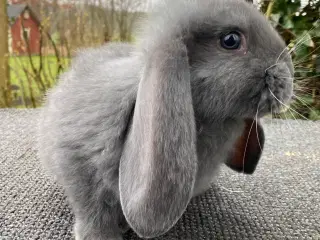 FRANSK VÆDDER HAN BLÅ